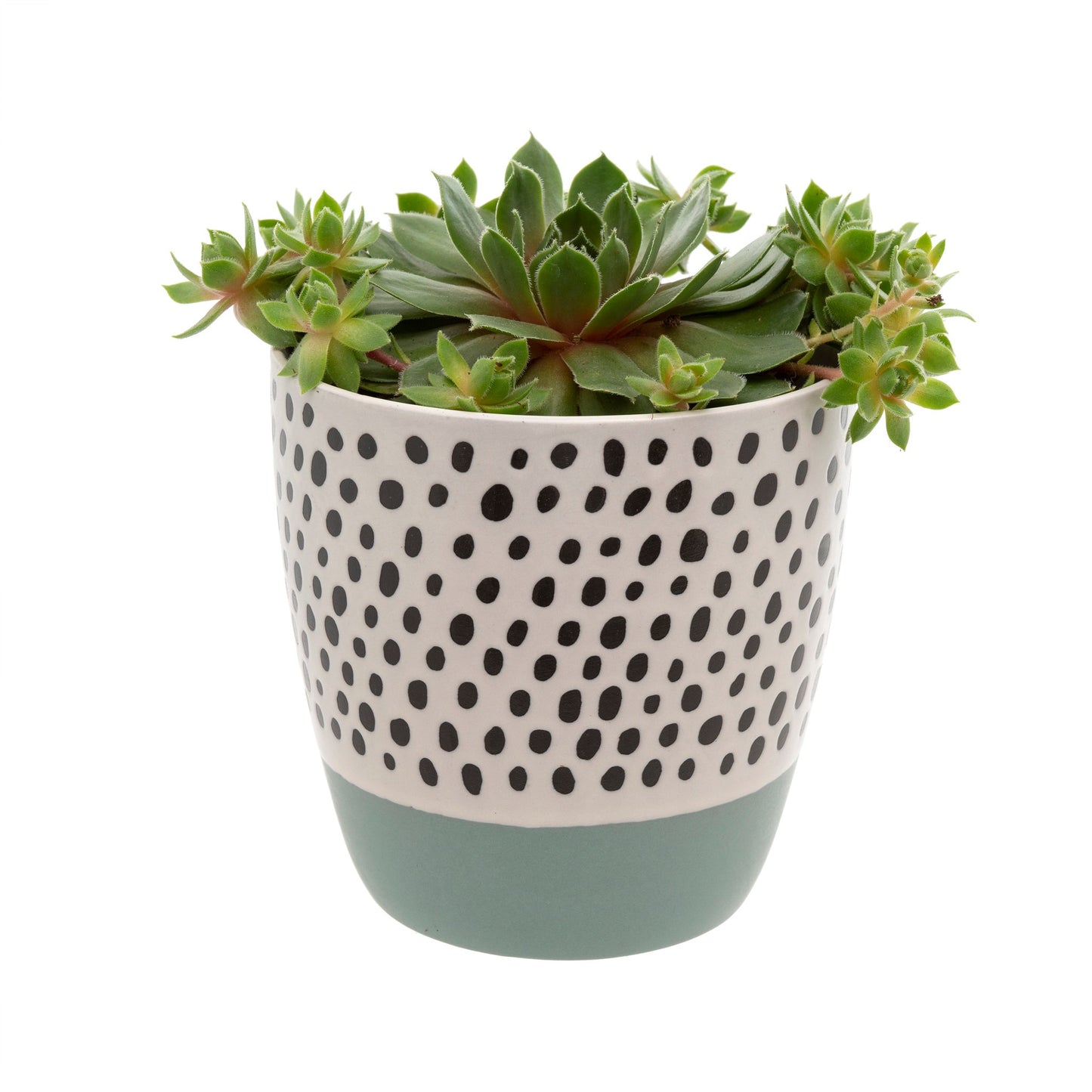 Polkadot Pot - Blue