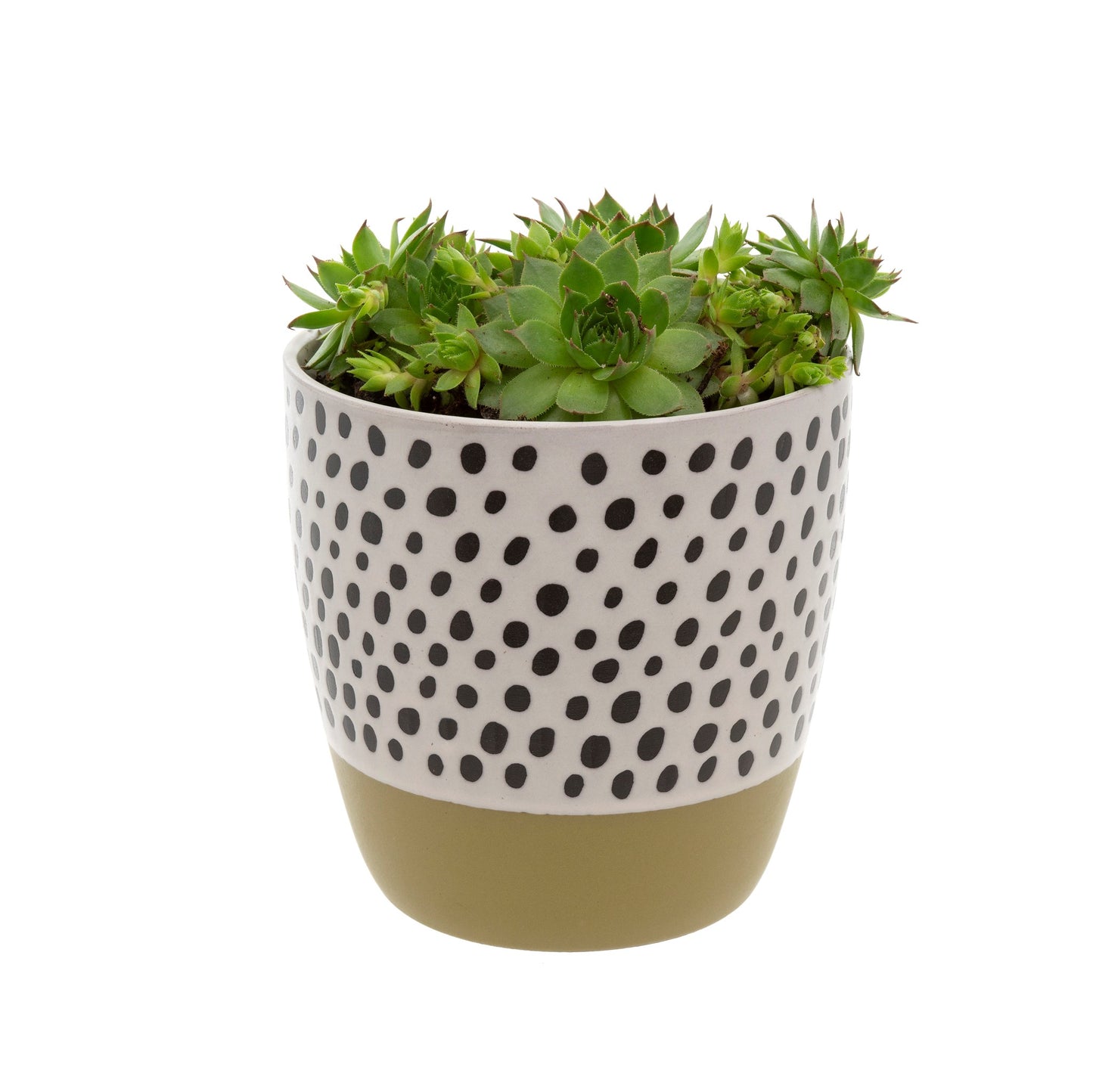 Polkadot Pot - Olive