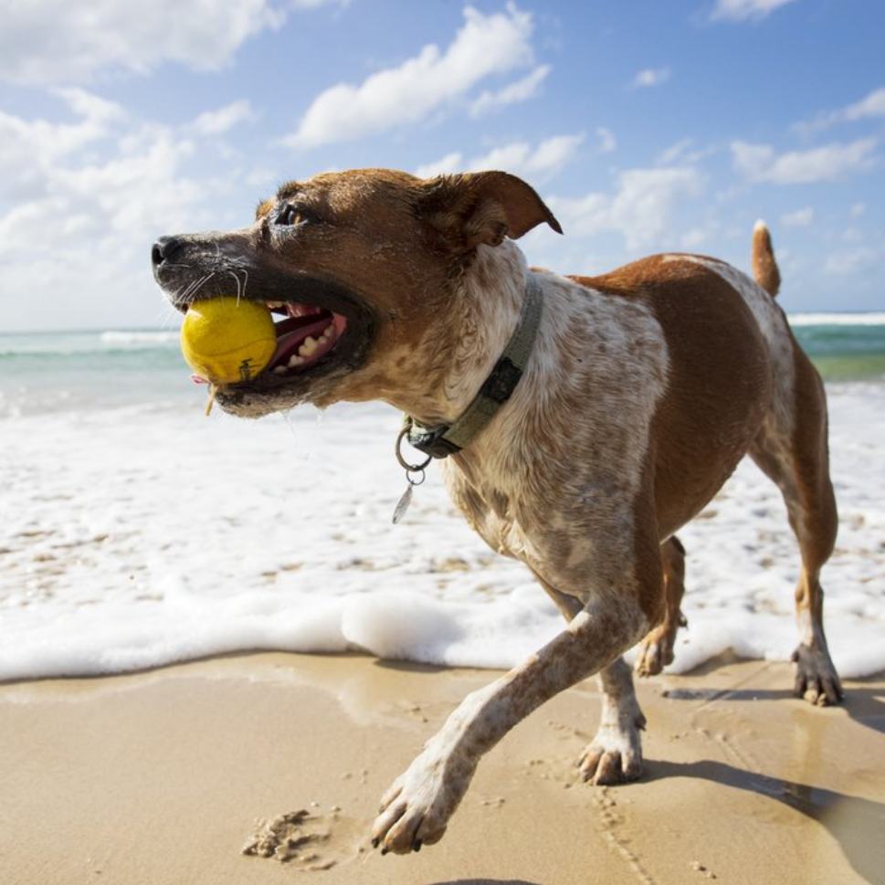 Waboba Fetch Dog Ball