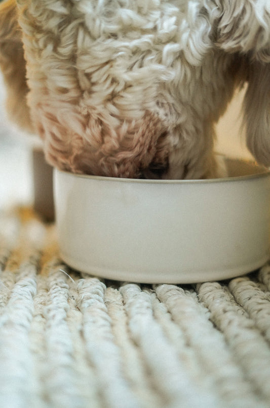 Large Pottery Pet Bowl - White
