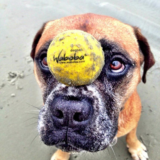 Waboba Fetch Dog Ball